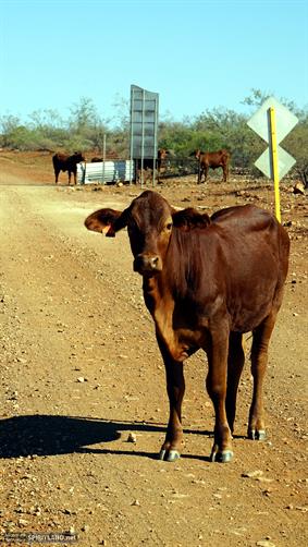 Cow On Road, WA. 